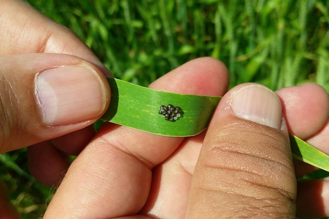 Batman'da çiftçilere süne uyarısı