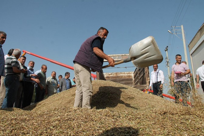 Mardin Ovası'nda ilk arpa hasadı yapıldı