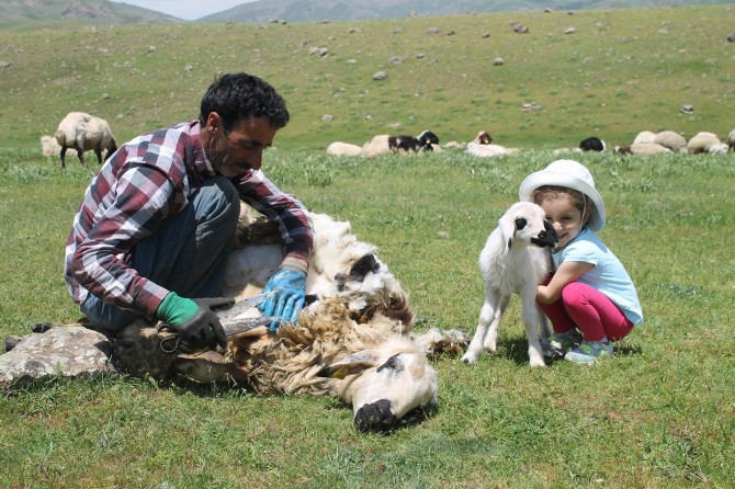 Koyun kırkma sezonu başladı