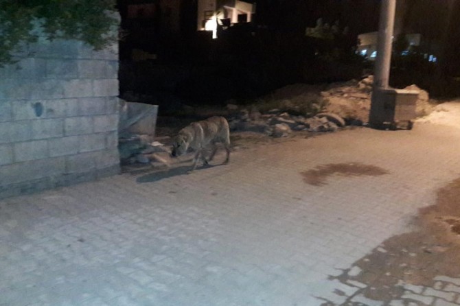 Başıboş köpekler tehlike saçıyor