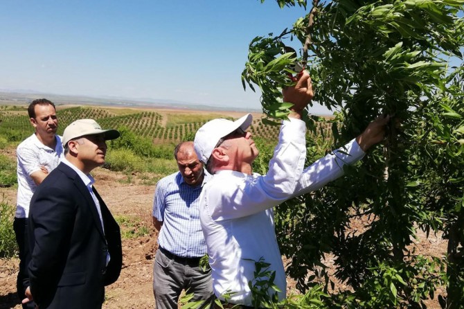 Bismil'de meyvecilik yaygınlaşıyor