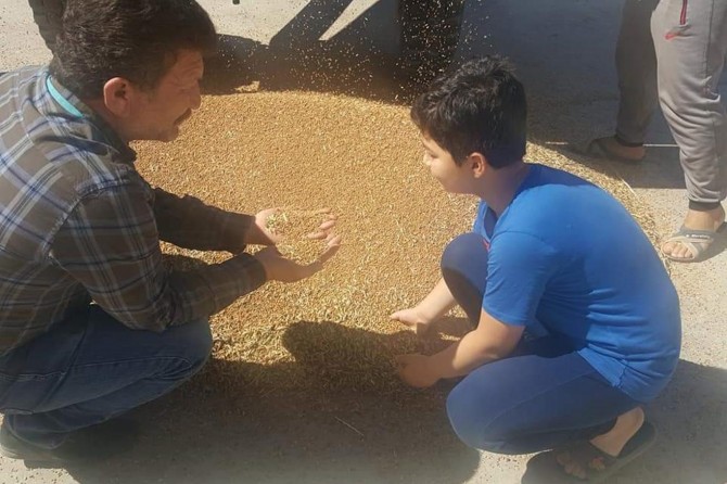 Mardin'de kırmızı mercimek ve buğdayın hasadına başlandı