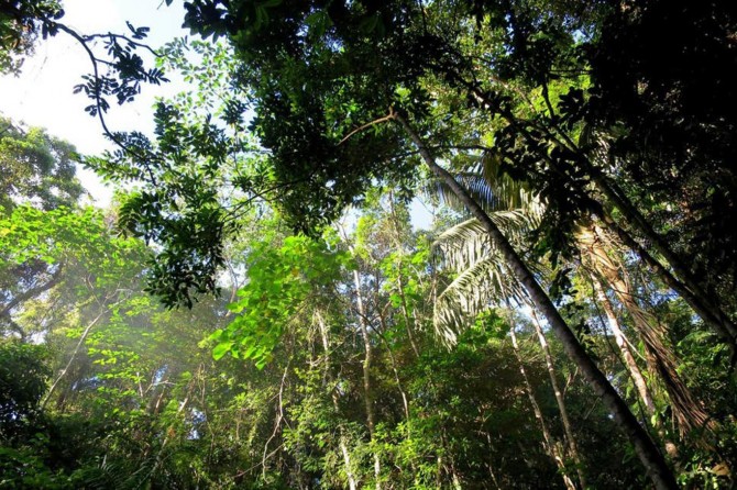 Mezun olabilmek için 10 ağaç dikmeleri gerekiyor