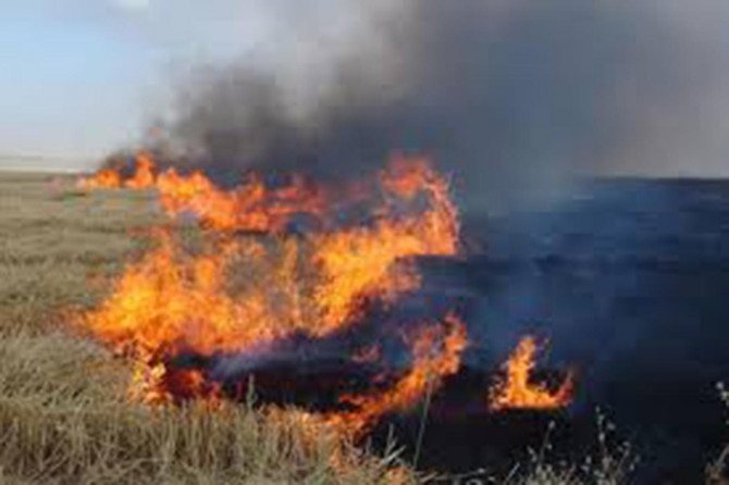 Viranşehir'de anız yakanlara para cezası geliyor