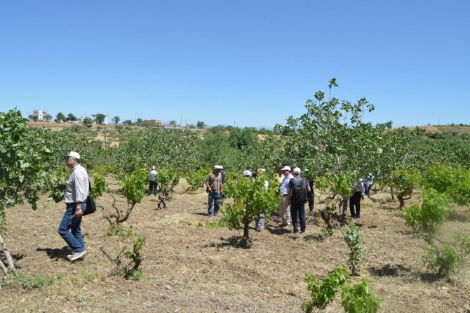 Fıstık üreticileri destek bekliyor