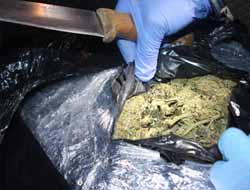 Bingöl'de Esrar Yakalandı