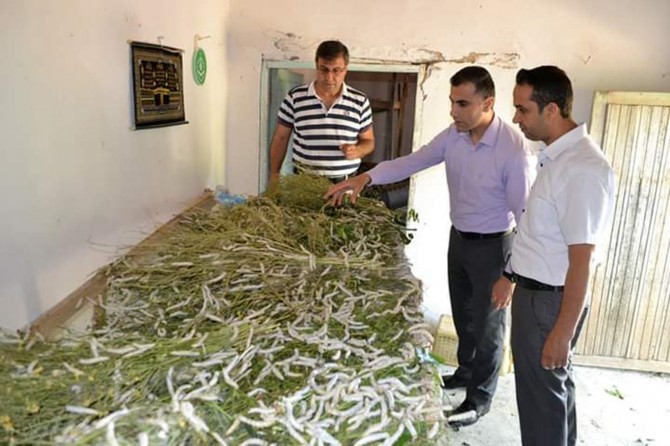 Hilvan'da ipek böceği kozasının hasadı bir hafta sonra yapılacak