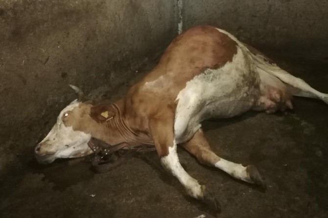 Batmanlı ailenin geçim kaynakları olan inekleri telef oldu