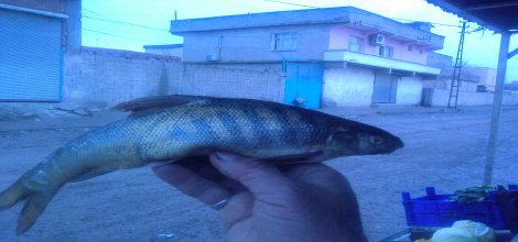 Çınar'da Balığın Üzerinde "Allah" Lafzı - Foto