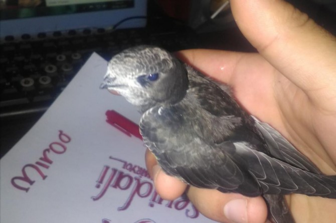 Batman’ın Çamlıtepe Mahallesi'nde evin bahçesinde ebabil kuşu bulundu