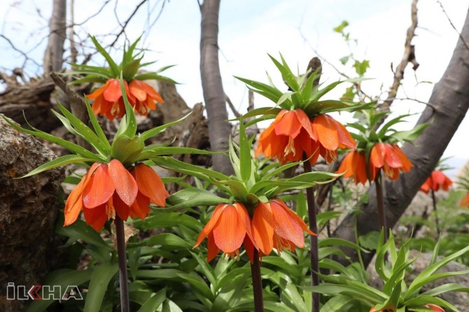 People fined 180,000 TL for picking revers tulip in Turkiye