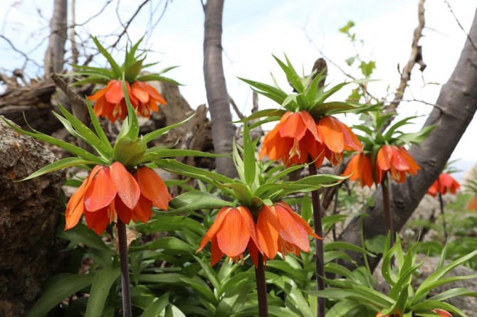 Ji kesên ku guldexwînan jê kirin re 180 hezar tl ceza hat birîn