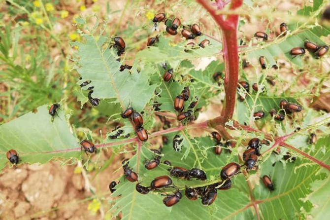 Çiftçilere 'Böcek' uyarısı