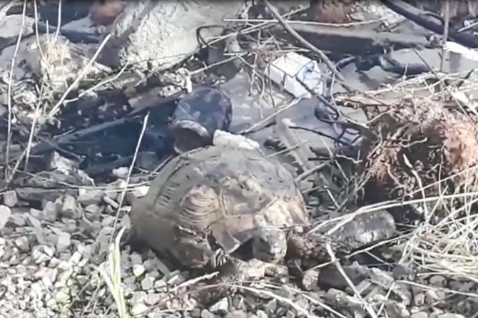 Mardin’de kuru otlar alev aldı, hayvanlar telef oldu