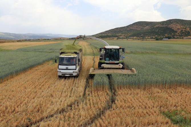 Bingöl Ovası'nda tritikalenin hasadına başlandı