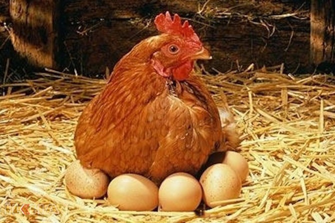 Chicken egg production decreased in April