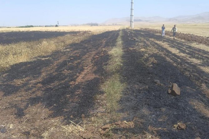 Derik'te 70 dönüm buğday kül oldu