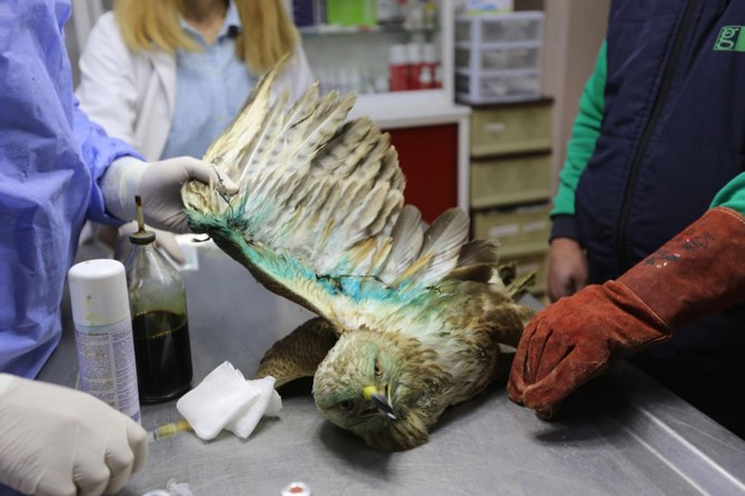 Yaralı yabani hayvanlar bu hastanede hayata tutunuyor