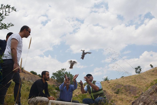 Yüzlerce keklik doğaya bırakıldı