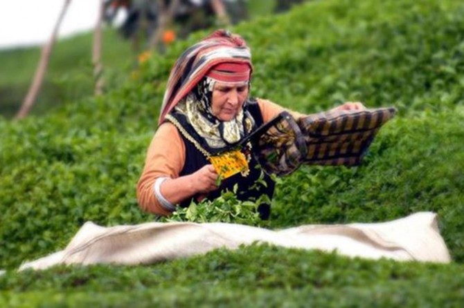 Çay üreticisine budama desteği ödenecek