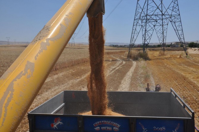 Batma'da buğday hasadı çiftçinin yüzünü güldürdü