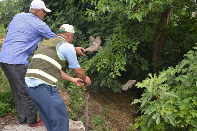 Hundreds of partridges freed to nature