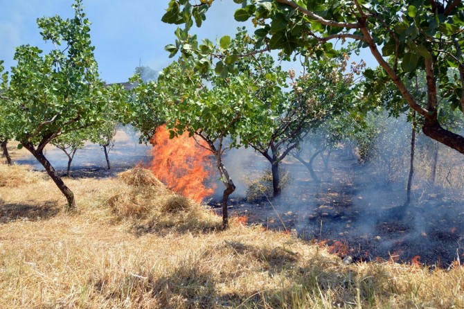 Siirt'te fıstık bahçelerinde çıkan yangında 60 dekarlık alan zarar gördü