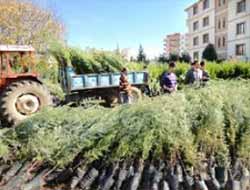 Mardin Dargeçit'te 5000 Fidan Dikiliyor