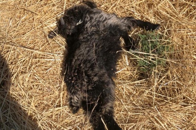 Batman'da sokak köpekleri 25 küçükbaş hayvanı telef etti