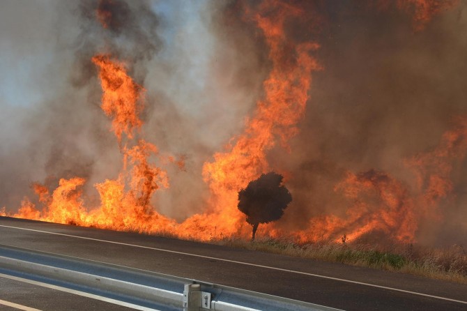 Mardin’de anız yangını ağaçları küle çevirdi