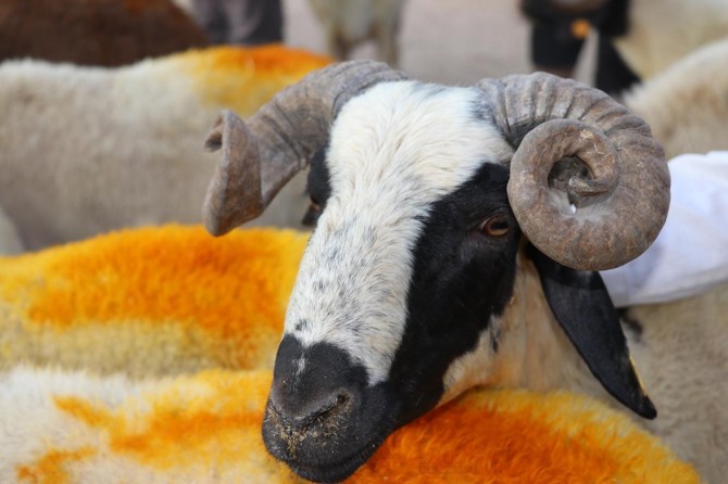 Diyanetê heqê serjêkirina qurbanên bi wekalet daxuyand