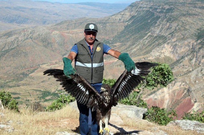 Siirt'te tedavisi tamamlanan kaya kartalı doğaya bırakıldı