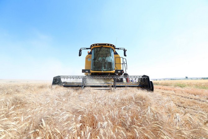 Gaziantep'te buğday hasadı