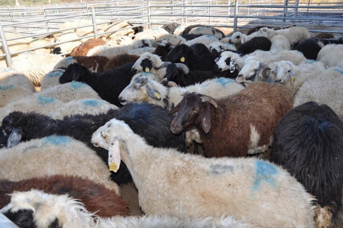 Bakan Pakdemirli: Yeterli kurbanlıklarımız var