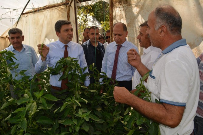 ​Seracılık bu bölgede gittikçe gelişecektir