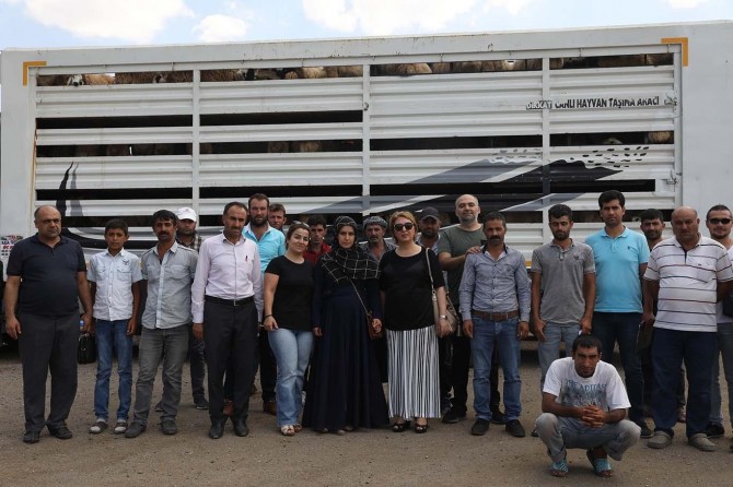 Diyarbakır'da genç çiftçilere küçükbaş koyun dağıtımı yapıldı