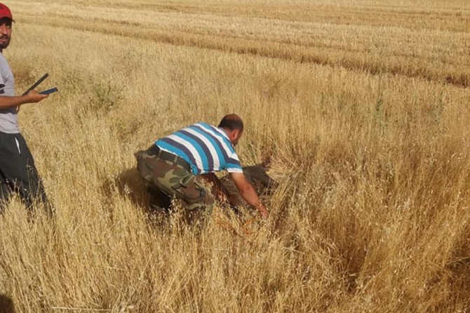 Hilvan'da yaban domuzları köye indi