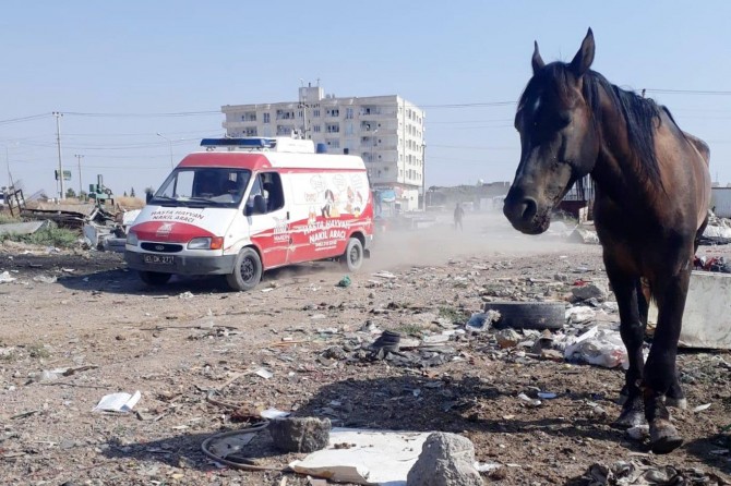 Ayağı kırılan at İzmir’e sevk edildi