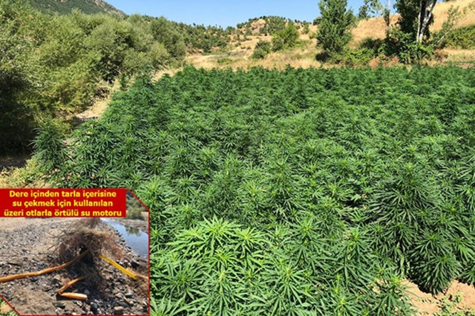 Li Diyarbekirê 2 milyon kok kenewîr hat bidestxistin