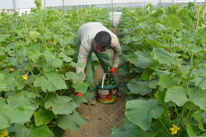Salatalık veriminden memnun olan çiftçi fiyattan dert yakındı