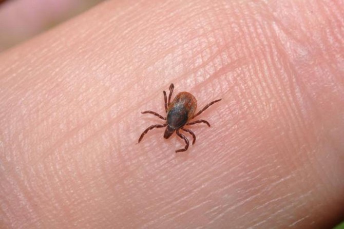 Kırım-Kongo Kanamalı Ateşi'nden korunmanın yolları nelerdir