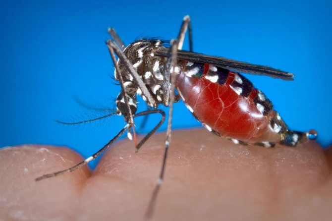 Sağlık Bakanlığı: İstanbul'da 4 BNV vakası tespit edildi