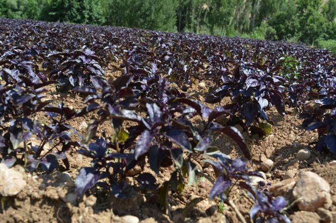 Mor reyhan ekerek geçimini sağlıyor
