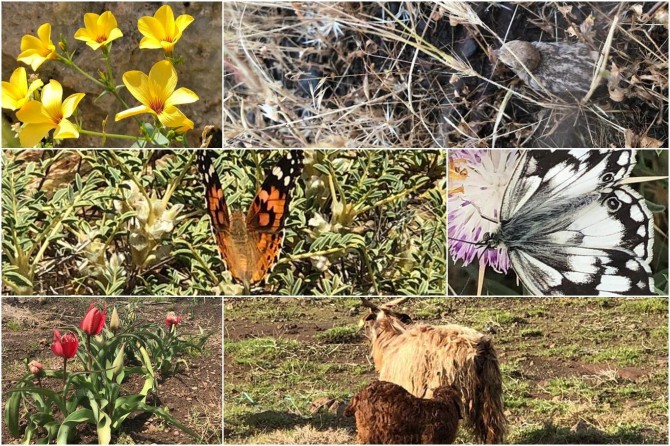 ​Uygulanan proje ile yeni türler kayıt altına alındı