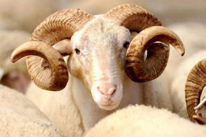 Kızılay kurban bağışlarının kabulüne hazır