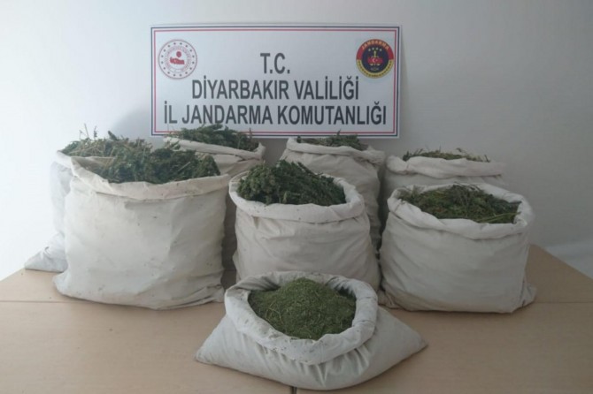 Milyonek û 69 hezar kok kenewîr hat bidestxistin