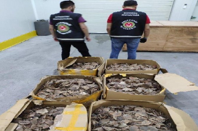 İstanbul Havalimanında 1,2 ton pangolin pulu ele geçirildi