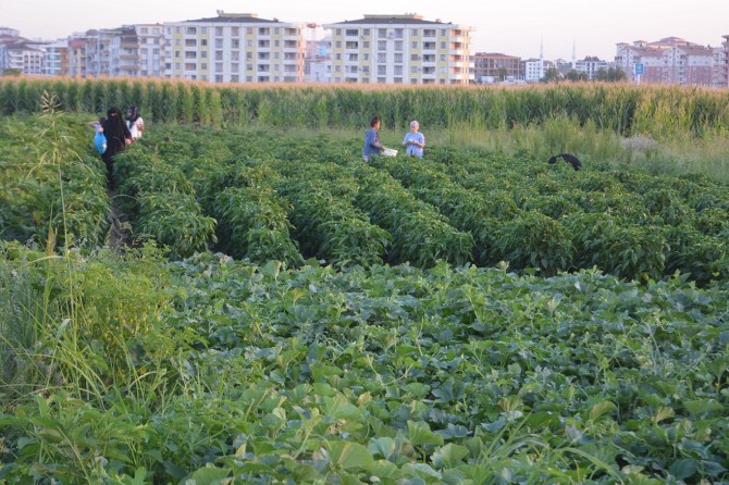 Kendin topla kendin al uygulamasına yoğun ilgi