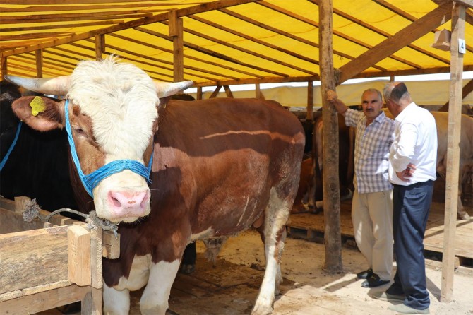 İstanbul’da kurbanlıklar görücüye çıktı