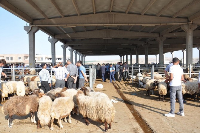 Kurbanlık satın alırken dikkat edilecek hususlar